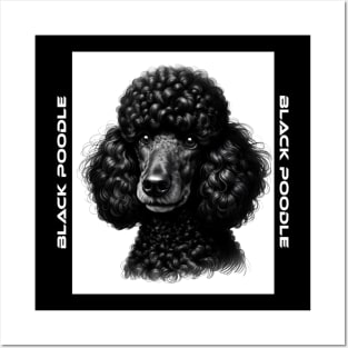 Black Poodle Posters and Art